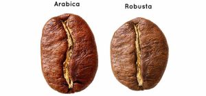 arabica and robusta
