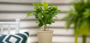 Coffee Plants